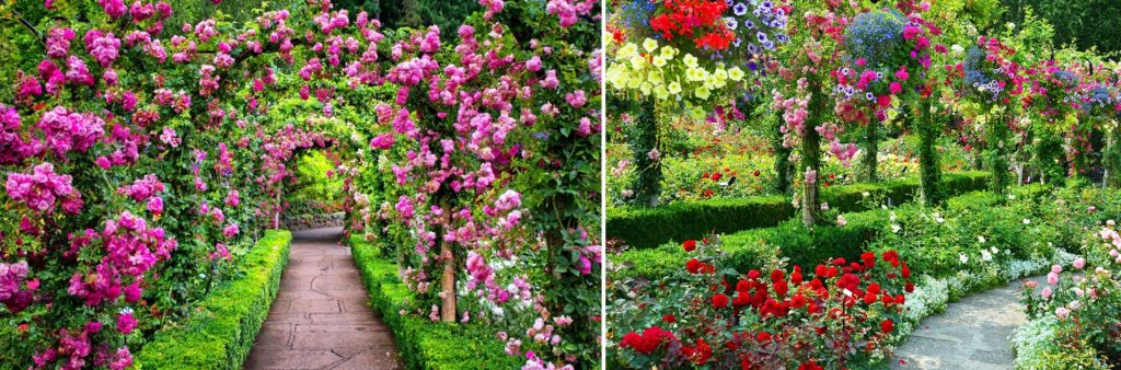 rosa garden